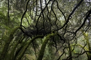 Entanglement
