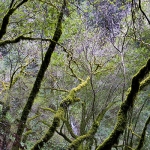 Slow, Tree Crossing