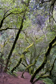 Slow, Tree Crossing