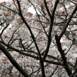 Japan 0922