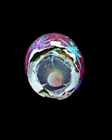 Egg 67, © 2010 Alison Taggart-Barone