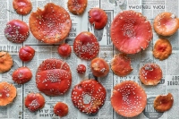 Amanita-Muscaria_03 Amanita-Muscaria_03