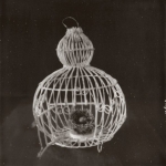 Cage and Nest, Heather Polley