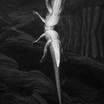 Albino Alligator