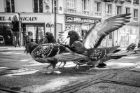 parisreawakens-4