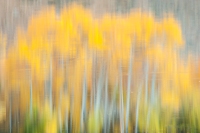 On-Golden-Pond