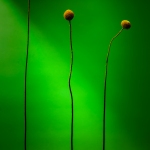 Dominique_Gene_Trio