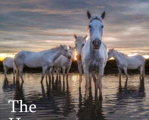 photo of horses
